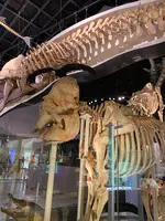 国立科学博物館の写真・動画_image_421349