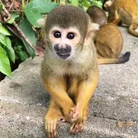 石垣やいま村の写真・動画_image_421381