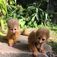 石垣やいま村の写真・動画_image_421382