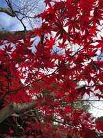 南禅寺の写真・動画_image_421576