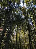 嵯峨野竹林の写真・動画_image_421618