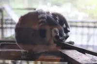 ネオパークオキナワの写真・動画_image_421781