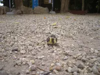 伊弉諾神宮の写真・動画_image_421793