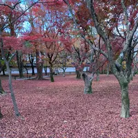 東福寺の写真・動画_image_422291