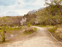 21世紀の森と広場 木もれ陽の森の写真・動画_image_422418