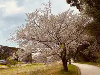 21世紀の森と広場 木もれ陽の森の写真・動画_image_422423