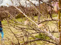 21世紀の森と広場 木もれ陽の森の写真・動画_image_422426