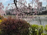 鴨川の写真・動画_image_422439