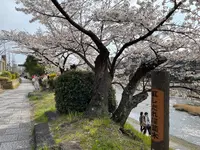 鴨川の写真・動画_image_422441