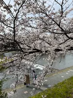 鴨川の写真・動画_image_422442