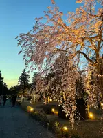 元離宮 二条城の写真・動画_image_422914