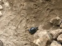 草津熱帯圏の写真・動画_image_423744