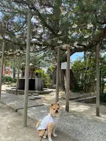 智恩寺の写真・動画_image_423985