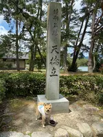 天橋立の写真・動画_image_423990