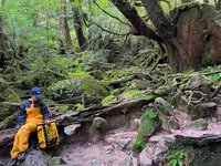 苔むす森の写真・動画_image_424116