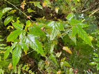 くぐり杉の写真・動画_image_424119