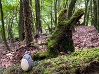 苔むす森の写真・動画_image_424120