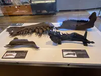 丹波竜化石工房ちーたんの館の写真・動画_image_424388