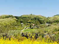 花見山の写真・動画_image_424651