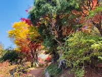 花見山の写真・動画_image_424653