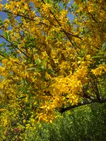 花見山の写真・動画_image_424655