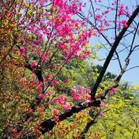 花見山の写真・動画_image_424656