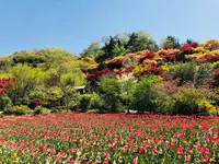 花見山公園の写真・動画_image_424754