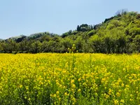 花見山公園の写真・動画_image_424755