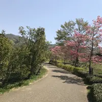 花見山公園の写真・動画_image_424756