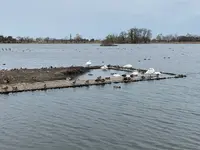 瓢湖 の写真・動画_image_425231