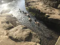 水源けやきの写真・動画_image_425653