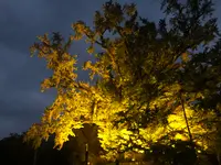 下城の大イチョウの写真・動画_image_425742