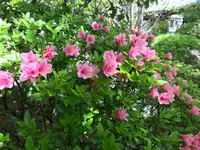 退蔵院の写真・動画_image_425760