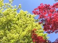 退蔵院の写真・動画_image_425761