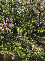 退蔵院の写真・動画_image_425762