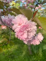 平野神社の写真・動画_image_425769