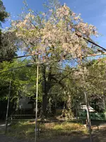 平野神社の写真・動画_image_425775