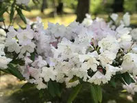 仁和寺の写真・動画_image_425778