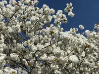 仁和寺の写真・動画_image_425779