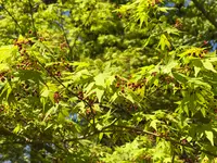 仁和寺の写真・動画_image_425780
