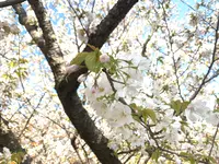 仁和寺の写真・動画_image_425781