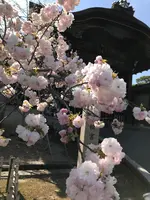 仁和寺の写真・動画_image_425784