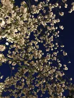 元離宮 二条城の写真・動画_image_425786