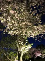 元離宮 二条城の写真・動画_image_425788