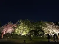 元離宮 二条城の写真・動画_image_425789