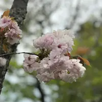 天龍寺 曹源池の写真・動画_image_425811