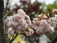 天龍寺 曹源池の写真・動画_image_425814