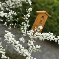 天龍寺 曹源池の写真・動画_image_425819