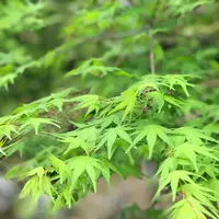 天龍寺 曹源池の写真・動画_image_425820