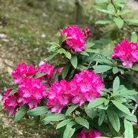 天龍寺 曹源池の写真・動画_image_425829